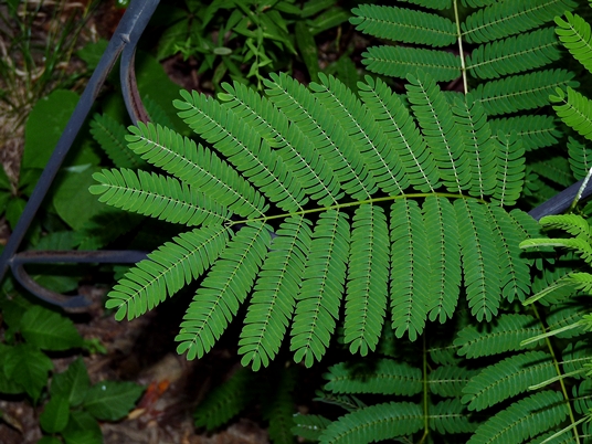 {Albizia julibrissin}